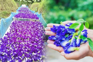 சர்வதேச சந்தையில் அதிக கேள்விக்குள்ளாகியுள்ள நீல சங்கு பூக்கள்