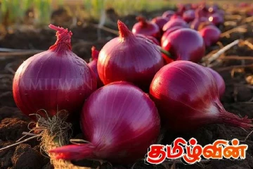 பெரிய வெங்காய கொள்வனவு சர்ச்சை! அரசாங்கத்திற்கு வலியுறுத்தப்பட்டுள்ள விடயம்