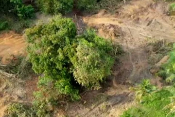 පඬු කරඳ ගස් ගැන රජය ගත් අලුත්ම තීරණය..!