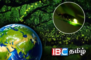 மின்மினி பூச்சிகளை பார்க்கும் கடைசி தலைமுறை : விஞ்ஞானிகள் விடுத்த எச்சரிக்கை