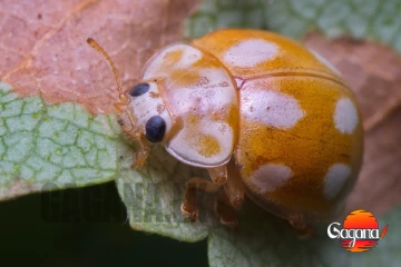 එංගලන්තේට අලුත් ලේඩිබර්ඩ් පාරාදීසියක්