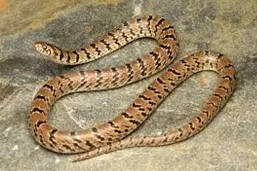 Viral Video: பைக் சைலன்சரில் அசால்டாக பயணிக்கும் பாம்பு... நம்பமுடியாத காணொளி