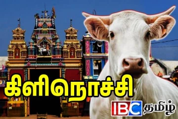 கிளிநொச்சியில் ஆலய பசுக்கள் இறைச்சிக்காக விற்பனை: கடும் குற்றச்சாட்டு