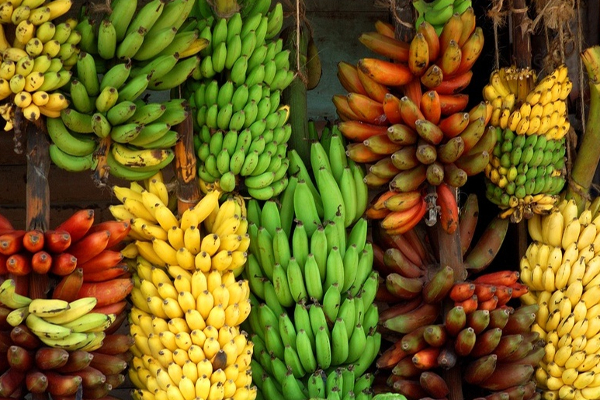 நாட்டில் வாழைப்பழ விற்பனை வீழ்ச்சி | Banana Sales Decline In Sri Lanka