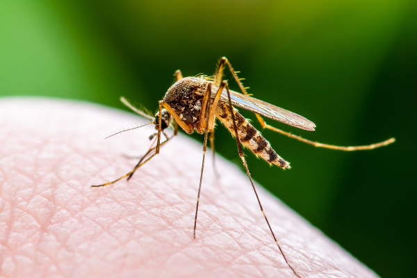 சிக்குன்குனியா வைரசால் பாதிக்கப்பட்ட நாடாளுமன்ற உறுப்பினர் விடுத்த கோரிக்கை | Parties Must Work Togather Control Chickenguniya