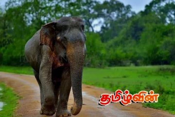 மட்டக்களப்பில் யானை தாக்கி வயோதிப விவசாயி பலி