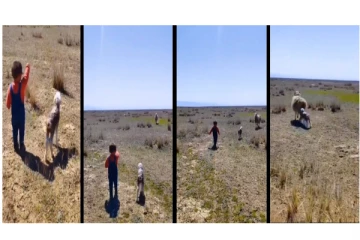 வழிமாறி தவறி வந்த குட்டி ஆட்டை தாயிடம் சேர்த்து வைத்த குழந்தை - வைரலாகும் வீடியோ...!