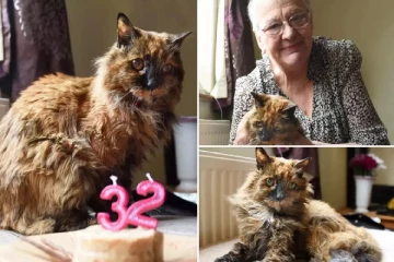 உலகில் மிகவும் வயதான பூனை இங்கிலாந்தில் உயிரிழந்தது