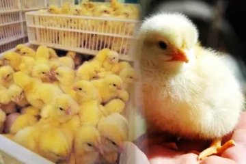 பன்றி தீவனமாக பயன்படும் சேவல் குஞ்சுகள்: விவசாய அமைச்சகம்