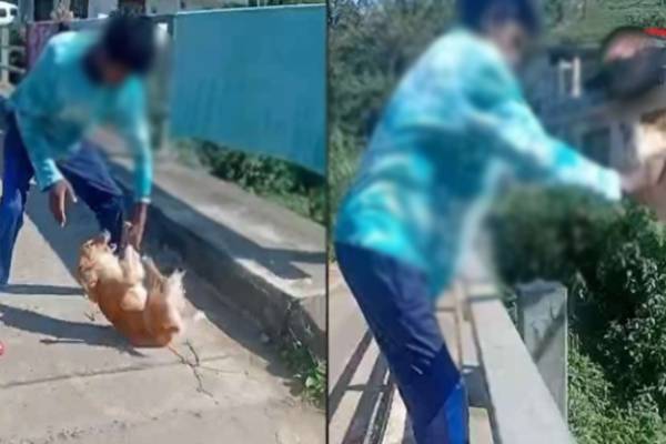 வளர்ப்பு நாயை நிலத்தில் அடித்து, ஆற்றில் வீசிய கொடூர இளைஞன் | Man Dog To The Ground And Throws It Into The River