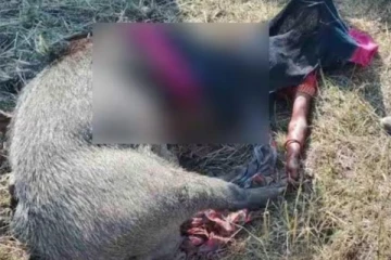 காட்டுப்பன்றியிடம் சிக்கிய மகளை உயிரைவிட்டு காப்பாற்றிய தாய் - உருக்கமான நிகழ்வு