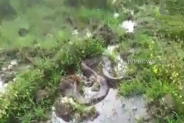 இலங்கையில் பிடிக்கப்பட்ட மிகப்பெரிய உயிரினம்! | The Biggest Python Caught Badulla In Sri Lanka