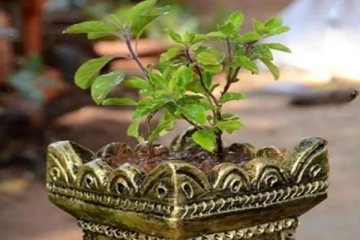 மாசி மாத துளசி பூஜையில் இந்த தவறுகளை மட்டும் செய்யாதீர்கள்