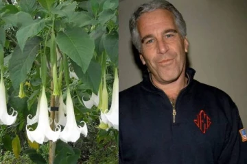 நினைவை அழிக்க கூடிய செடிகளை வளர்த்த எப்ஸ்டீன் - இந்து புராணத்திலும் உள்ள மலர்