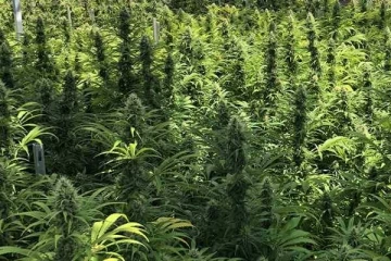 கஞ்சா வளர்ப்புக்கான சட்டத்தை வகுக்க அனுமதி வழங்கப்பட்டுள்ளது