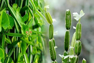 உடலில் இருக்கும் கெட்ட கொழுப்பை அகற்ற வேண்டுமா?