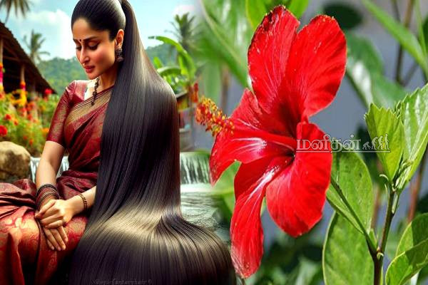 வாரத்திற்கு 2 முறை போடுங்க.. கருகருன்னு அடர்த்தியாக தலைமுடி வளரும் | Homemade Hair Oil For Long Hair In Tamil