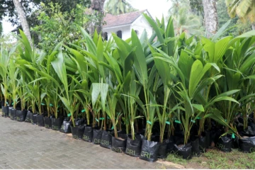 இலங்கையில் பயிரிடப்படவுள்ள 2.5 மில்லியன் தென்னை மரங்கள்: அறிமுகமாகும் பாரிய திட்டம்