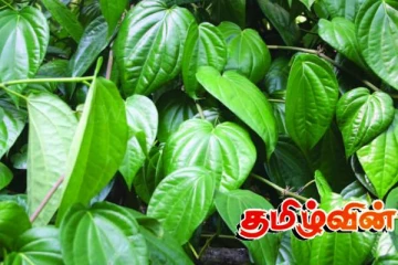 சந்தையில் உச்சம் தொட்ட வெற்றிலையின் விலை!