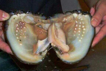 මුහුදු පත්ලේ බෙල්ලන් තුළ මුතු ඇටයක් සෑදෙන්නේ කෙසේද? වැඩිම මිලක් ඇති මුතු ඇටය කුමක්ද?