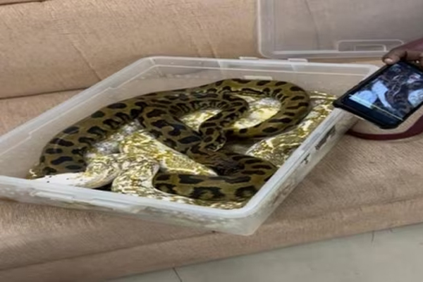 22 பாம்புகளுடன் விமானநிலையத்திற்கு வந்த பெண்மணி! | Women Arrives With 22 Snakes At Airport