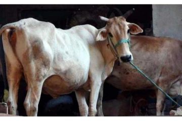 கர்ப்பிணி பசுவை பாலியல் வன்கொடுமை செய்து கொன்ற கொடூரம் - இளைஞர் கைது!