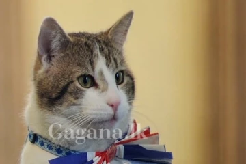 නව හාම්පුතා එනතෙක් මඟ බලා සිටින ලැරී..