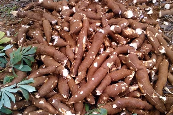 இலங்கையில் உச்சம் தொட்ட மரவள்ளிக்கிழங்கின் விலை - ஐபிசி தமிழ்