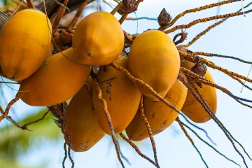 இலங்கையில் இளநீரின் விலையில் ஏற்பட்ட திடீர் மாற்றம்