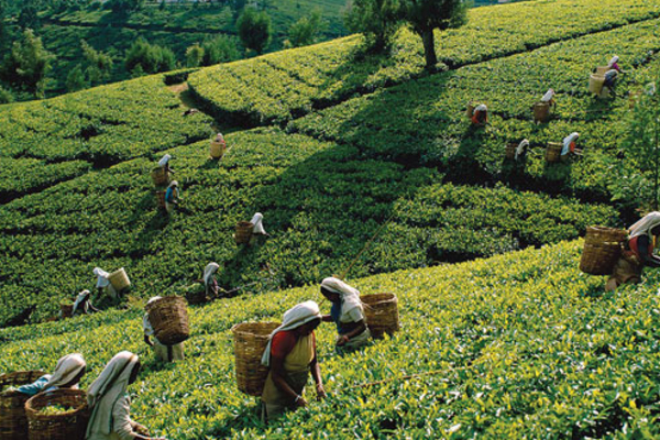 77 ஆண்டுகள் ....மலையகத் தமிழர்களின் வாழ்வு மாறவில்லை | Lanka Malaiyaha Tamils Expropriation Act 77 Years 77 ஆண்டுகள் ....மலையகத் தமிழர்களின் வாழ்வு மாறவில்லை | Lanka Malaiyaha Tamils Expropriation Act 77 Years