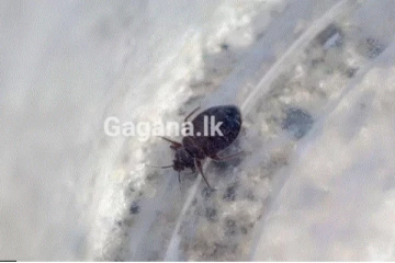 පැතිර ඇති මකුණන් උවදුර පාලනයට පියවර..