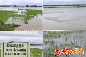 மட்டக்களப்பில் தொடர் மழையால் வயல் நிலங்கள் பாதிப்பு