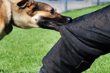 බල්ලෙක් දරුවෙකුගේ රහස් ප්‍රදේශය සපාකයි..! මෙරටින් ඇසෙන අතිශය සංවේදී පුවත..