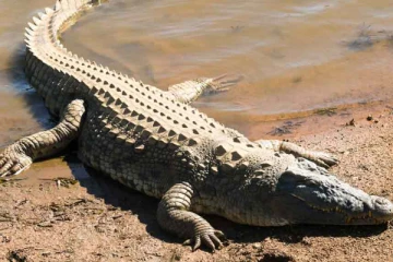 வீட்டுக்குள் நுழைந்த அழையா விருந்தாளியால் அதிர்ச்சி