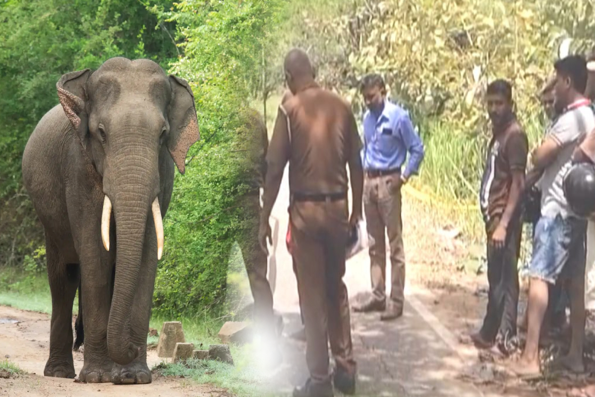 யானையின் தாக்குதலில் தந்தையும் மகளும் பலி; துயரத்தில் உறவுகள் | Father And Daughter Killed In Elephant Attack