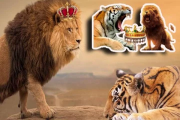 சிங்கம் ஏன் காட்டின் ராஜாவாக இருக்கின்றது? உண்மை காரணம் இது தான்