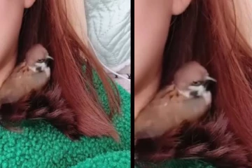 பெண்ணின் கூந்தலில் குடியிருக்கும் சிட்டுக்குருவி... வைரலாகும் காணொளி!