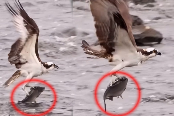 Viral Video: காத்திருந்த கழுகிடம் வசமாக சிக்கிய ராட்சத மீன்... அட்டகாசமான காணொளி | Eaglt Hunt Big Fish Viral Video Viral Video: காத்திருந்த கழுகிடம் வசமாக சிக்கிய ராட்சத மீன்... அட்டகாசமான காணொளி | Eaglt Hunt Big Fish Viral Video