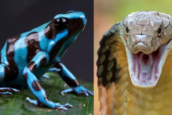ராஜ நாகம் vs விஷ டார்ட் தவளை - இதில் எதற்கு வலிமை அதிகம்? | King Cobra Vs Poison Dart Frog Venom Strength