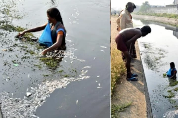 காலிங்கராயன் கால்வாயில் ஆயிரக்கணக்கில் செத்து மிதக்கும் மீன்கள் - காரணம் என்ன? - அதிர்ச்சி ரிப்போர்ட்