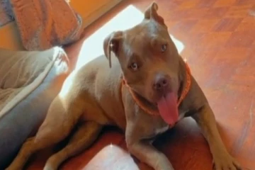 நாயை களவாடிய பெண்; கண்டு பிடிக்க மக்களின் உதவியை தேடும் பொலிஸார்