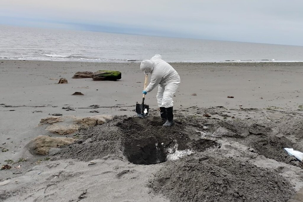 சிலியில் 9,000 கடல் உயிரினங்கள் உயிரிழப்பு | 9 000 Marine Life Killed In Chile Bird Flu