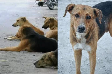 பசியால் வாடியதால் மற்றோரு நாயை கொன்றுதின்ற தெருநாய்! அதிர்ந்த மக்கள்
