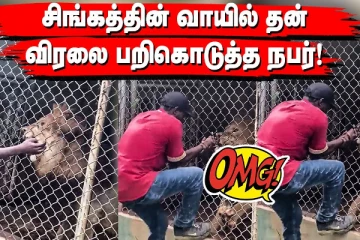 சிங்கத்தின் வாயில் தன் விரலை விட்ட நபருக்கு காத்திருந்த பேரதிர்ச்சி