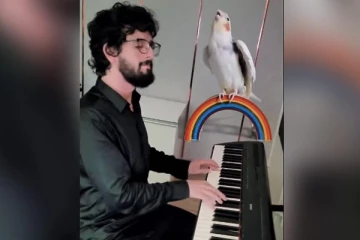 பியானோ இசைக்கும் சத்தத்திற்கு பாடிய பறவை: வைரலாகும் வீடியோ!!