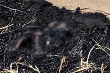 பிறந்த குழந்தை எரித்துக் கொலை - குற்றவாளிகளை தேடும் காவல்துறை