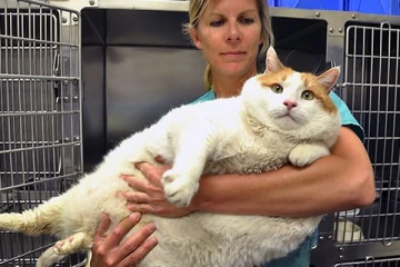 17 கிலோ எடையை கொண்டுள்ள பூனை; அதிர்ச்சியில் ஆழ்த்திய தகவல்