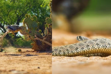 எலியை ஏமாற்றி வேட்டையாடிய பாம்பு: கடைசியில் பறவை செய்த காரியம்