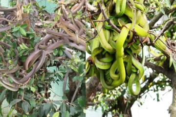 உயிர் பயத்தை காட்டும் பாம்புகளின் தோட்டம் - கலர் நிறங்களில் விஷ பாம்புகள்