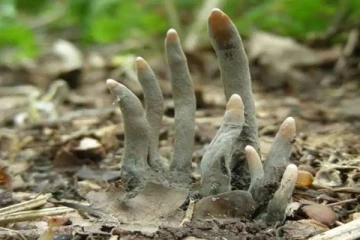 லண்டனில் 'கல்லறையில்' இருந்து வெளியே வந்த 'விரல்கள்’ - அலறி துடித்த நபரால் பரபரப்பு